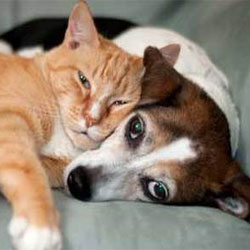 Inhalant Allergies In Dogs And Cats